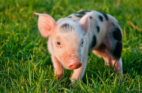 Are Farm Pigs Social Animals